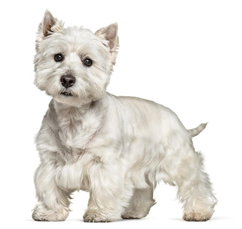 Westie white sale terrier